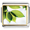 Branch Of Green Leaves Photo Italian Charm
