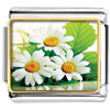 Beautiful Triple Daisy Photo Photo Italian Charm