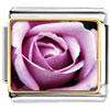 Blooming Rose Photo Italian Charm