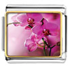 Exceedingly Beautiful Phalaenopsis Amabilis Photo Photo Italian Charm