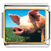 Piggy Face Photo Italian Charm