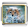 Baby Cheetah Cub Photo Italian Charm