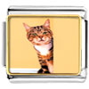 Peek A Boo Cat Photo Italian Charm