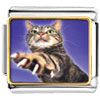 Action Cat Photo Italian Charm