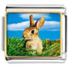  Bunny  In Field Photo Italian Charm