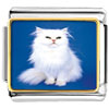 White Fluffy Cat Photo Italian Charm