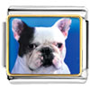 Bull Dog Photo Italian Charm