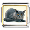 Grey Cat Photo Italian Charm