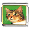 Green Eyed Cat Photo Italian Charm