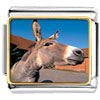 Brown Donkey Photo Italian Charm