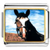  Horse  Face Photo Italian Charm