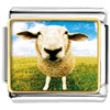 Sheep Face Photo Italian Charm