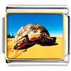 Desert Turtle Photo Italian Charm