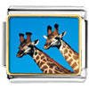 Two Giraffes Photo Italian Charm