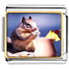  Tropical  Squirrel Photo Italian Charm
