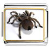 Deadly Spider Photo Italian Charm