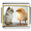Chick And  Kitten  Photo Italian Charm