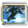 Killer Whale Show Photo Italian Charm