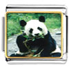  Panda   Bear  Photo Italian Charm