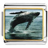 Humpback Whale Over Ocean Photo Italian Charm