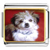 Little Terrier Photo Italian Charm