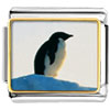 Penguin Look Out Photo Italian Charm