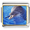 Smiling  Dolphin  Photo Italian Charm