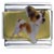 FOX TERRIER 