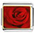 DROP ROSE 