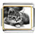 Cat In Black & White Charm Photo Italian Charm