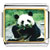 BEAR PHOTO 